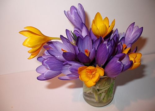 flowers crocuses spring