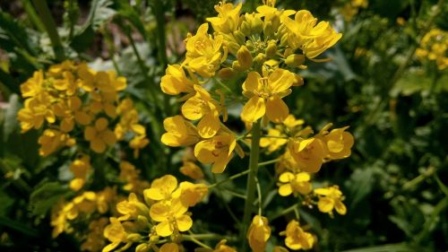 flowers yellow plants