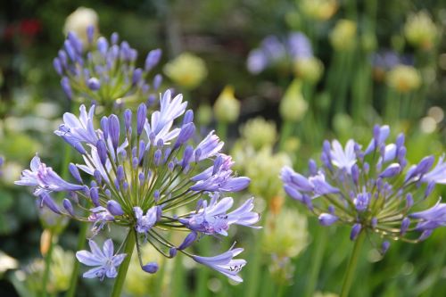 agapanthus flowers garden