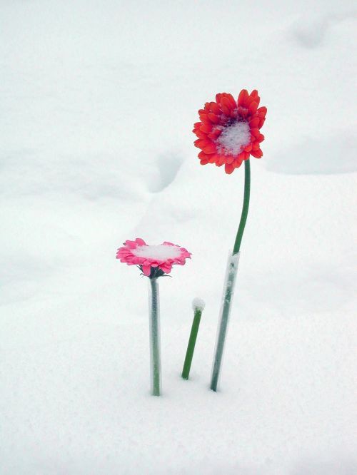 flowers snow gerber