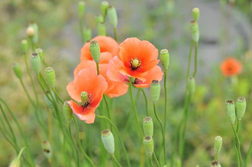 flowers natural plant