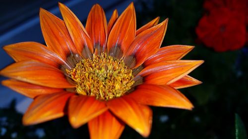 gazania orange flower garden