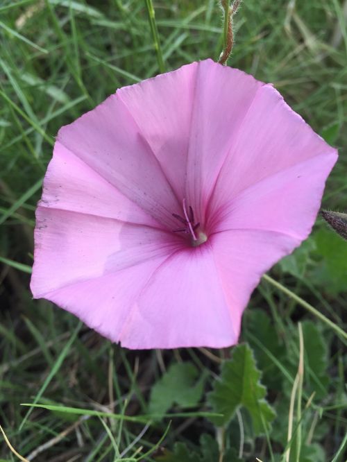 petunia flowers wild