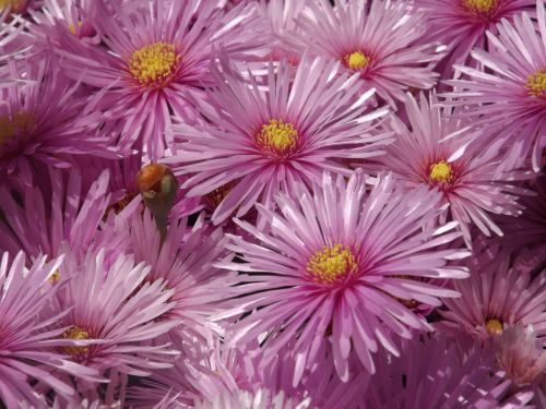 aster flowers rayitos