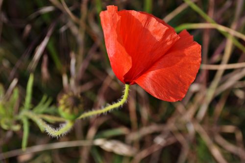 flowers poppy red flower