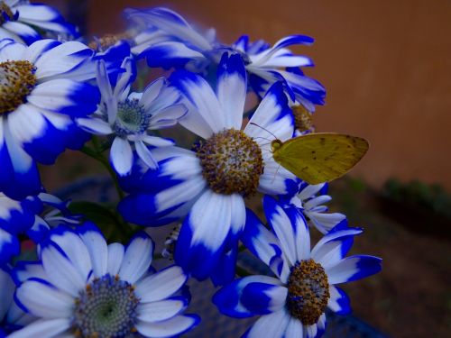 butterfly margaritas flowers