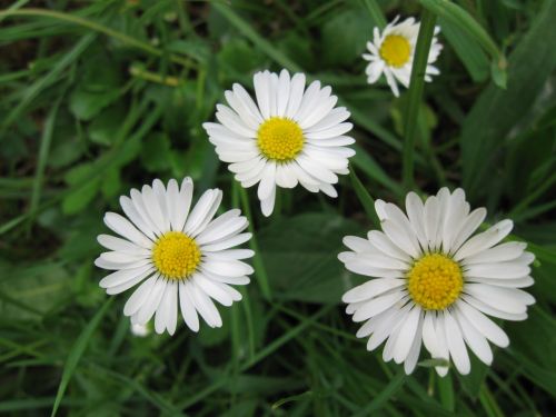 flowers daisy nature