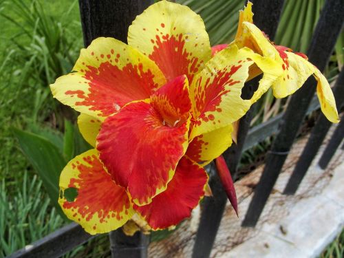 flowers nature canna