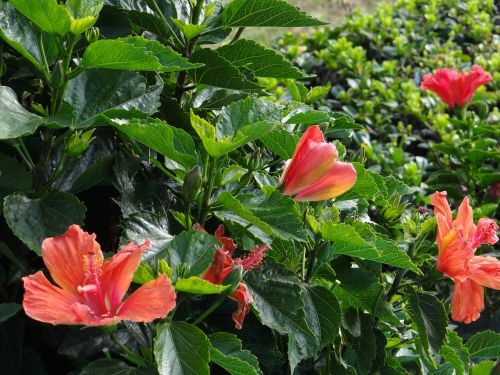 hibiscus flowers plants