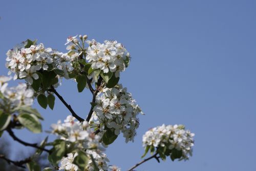 flowers sky sky blue