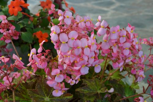 flowers two petals garden