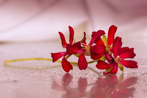 flowers red drops