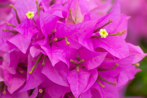 bougainvillea flowers pink