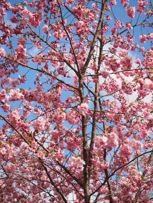 flowers pink tree