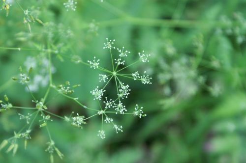 flowers green star