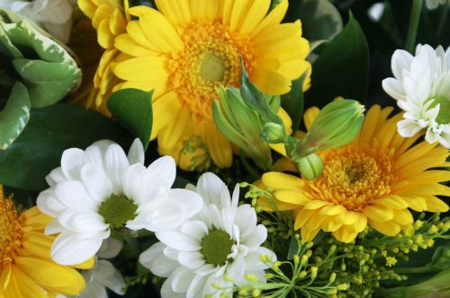 flowers yellow flowers white flowers