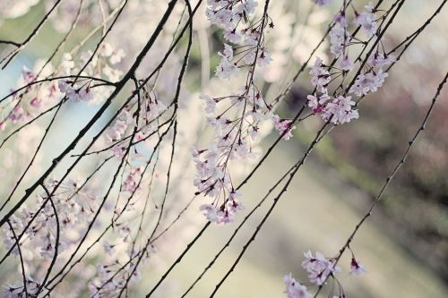 flowers cherry blossoms garden