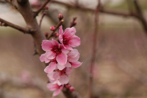flowers almond tree