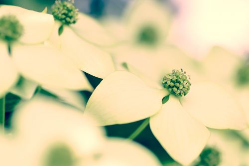 flowers cornus kousa plant