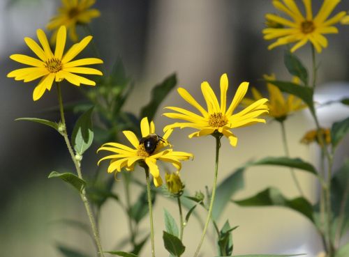 flowers yellow yellow flowers