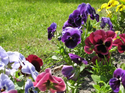 flowers pansies spring