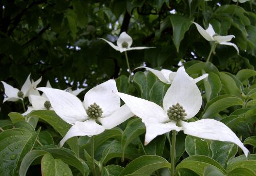 flowering dogwood cornus florida white flowers