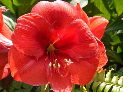 flowers exotic garden reunion island