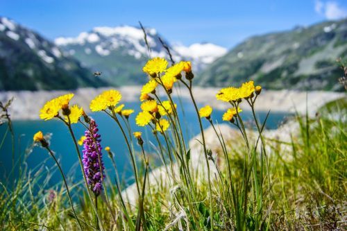 flowers nature yellow