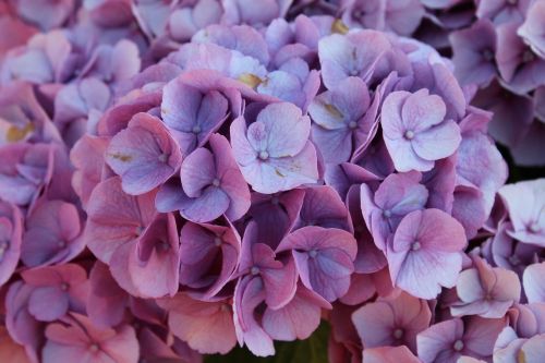 hydrangea flowers garden