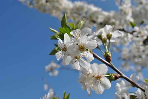 flowers tree fruit