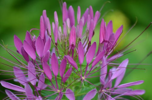 flowers purple flowers nature