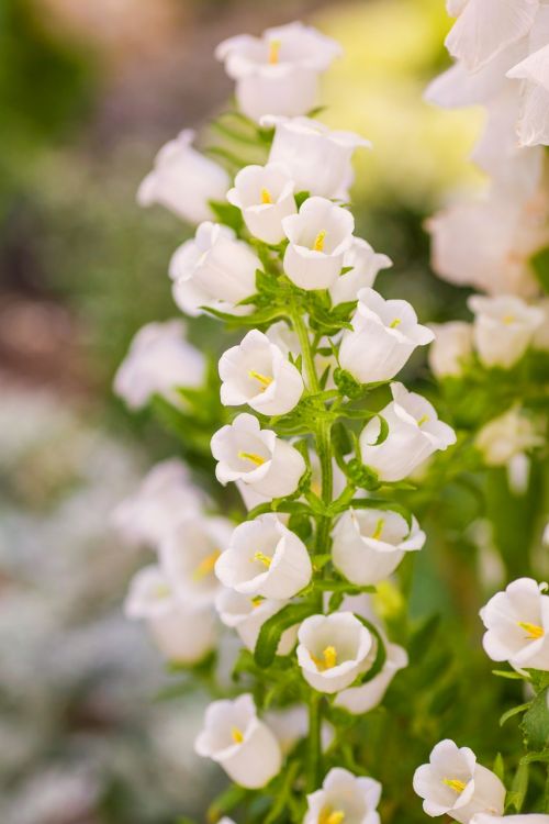 flowers white plant