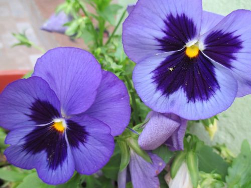 pansies flowers purple