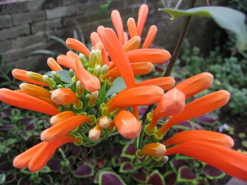 flowers orange plant