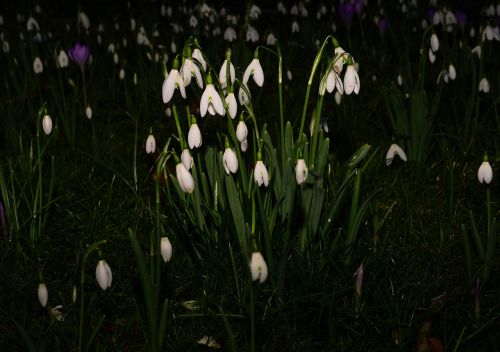 flowers snowdrop nature