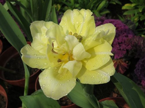 flowers yellow water drops