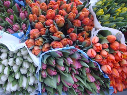 flowers tulips bouquet