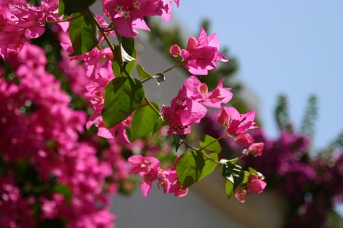 flowers bougainvillea pink