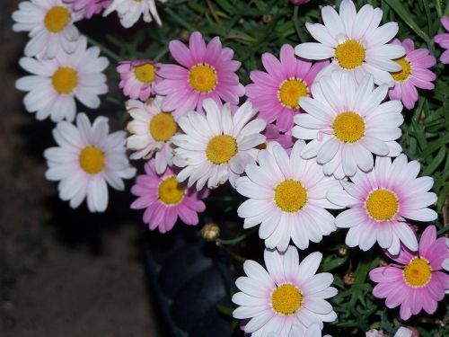 pink daisy flower bed flowers