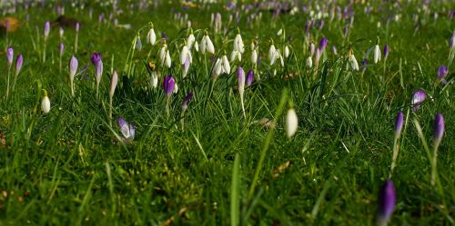 flowers snowdrop white