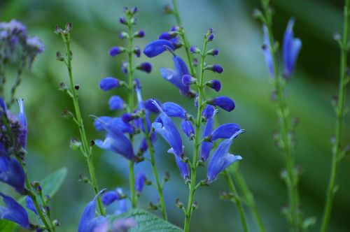 flowers blue bouquet