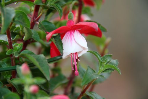 flowers garden bell