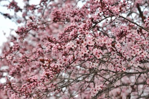 flowers spring blossom
