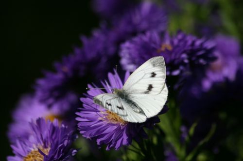 flowers purple violet