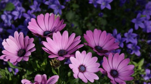 flowers flower garden ornamental flower