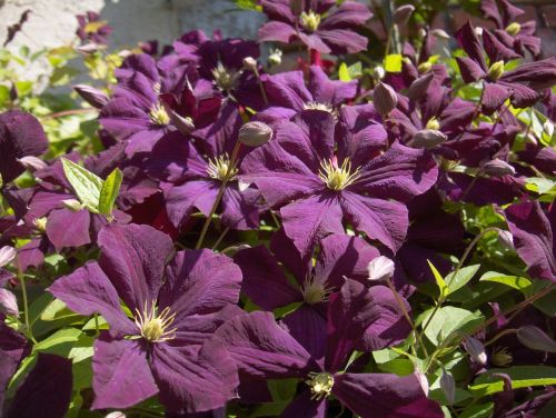 flowers clematis nature