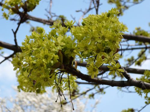 flowers blooming spring