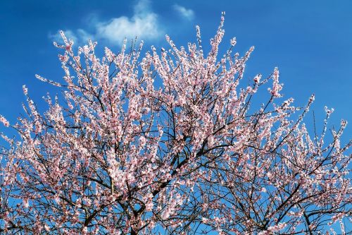 flowers pink tree