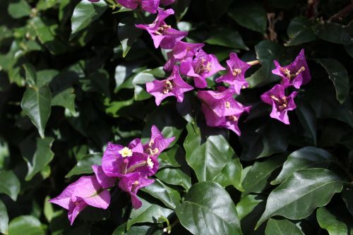 bougainvillea flowers plants