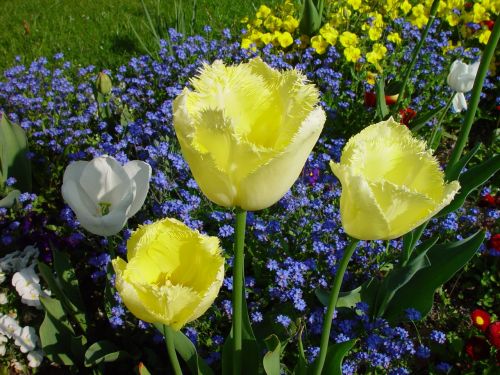 flowers plant tulips